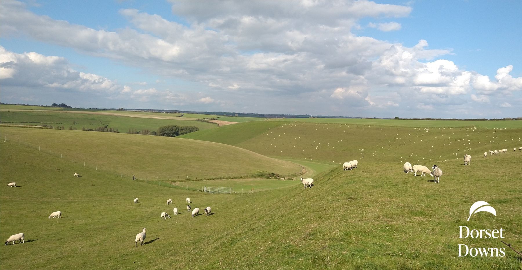 Rolling hills with sheep grazing them, which the Dorset Downs natural burial ground overlooks