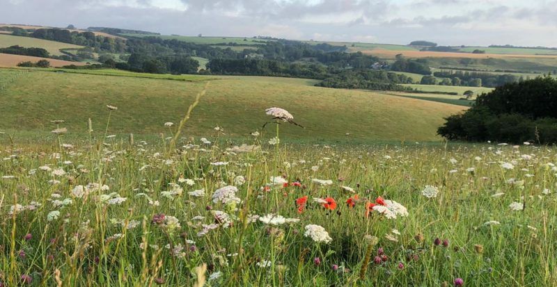 Wildflowers at Dorset Downs Natural Burial Ground