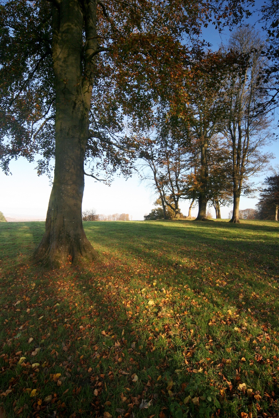 Cardiff and The Vale Natural Burial Meadow Leedam Natural Burials