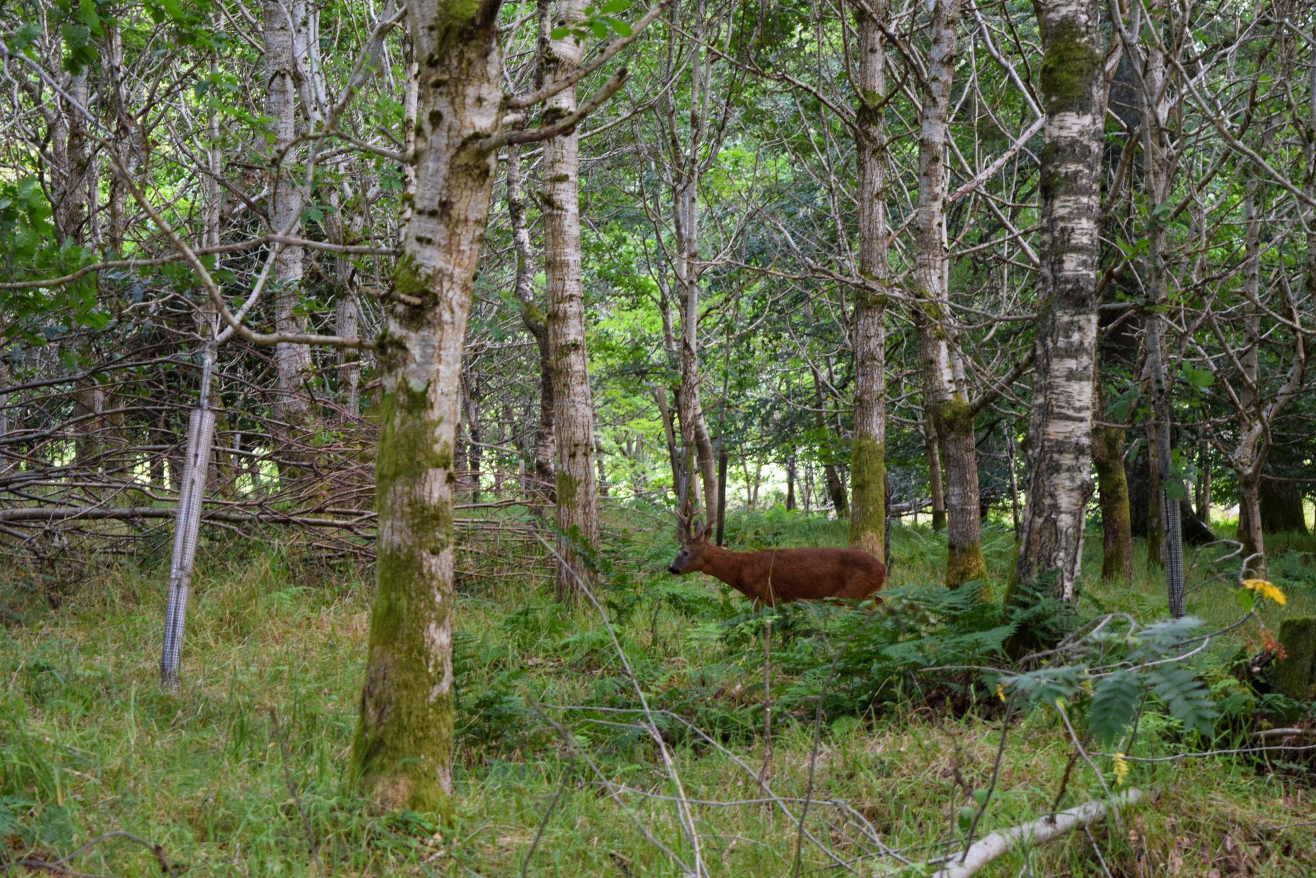 Red deer stag at Cothiemuir Hill woodland burial ground