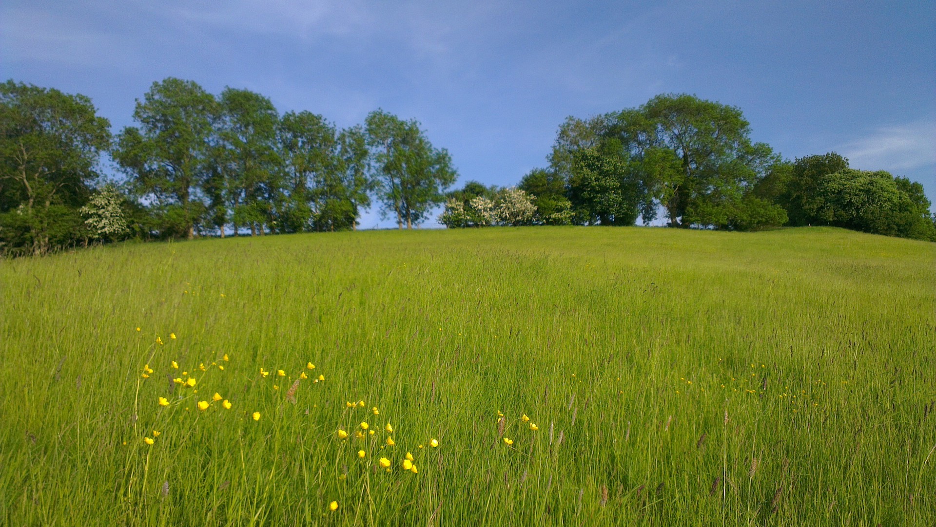 Bath natural burial meadow with buttercups amongst the lush green grass in the meadow