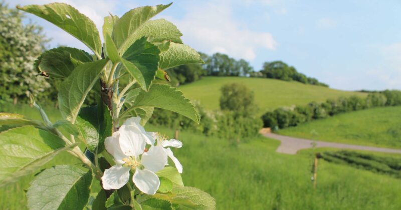 Apple blossom at bath natural burial meadow