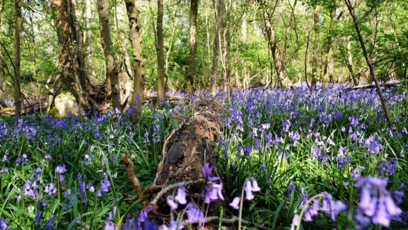 Bluebells in a beautiful woodland.