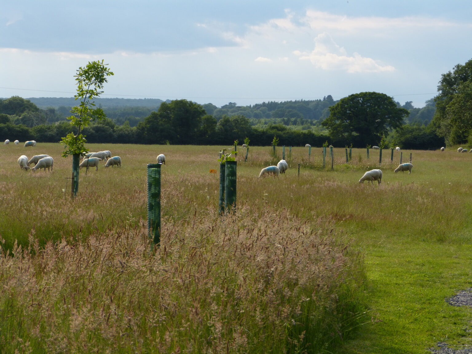 HenleyOnThames Natural Burial Ground Leedam Natural Burials