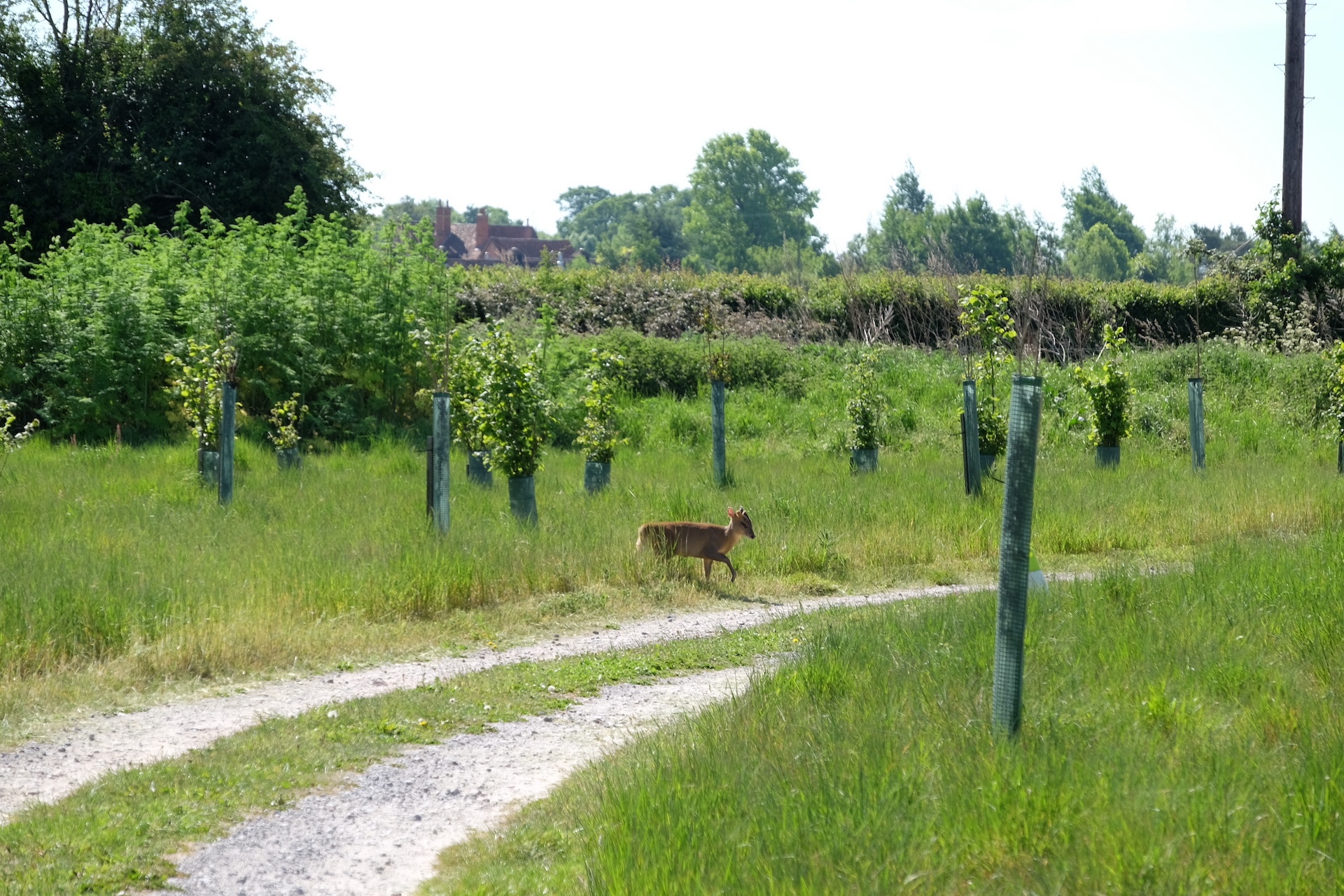 Natural burial in HenleyOnThames Woodland Burial Ground