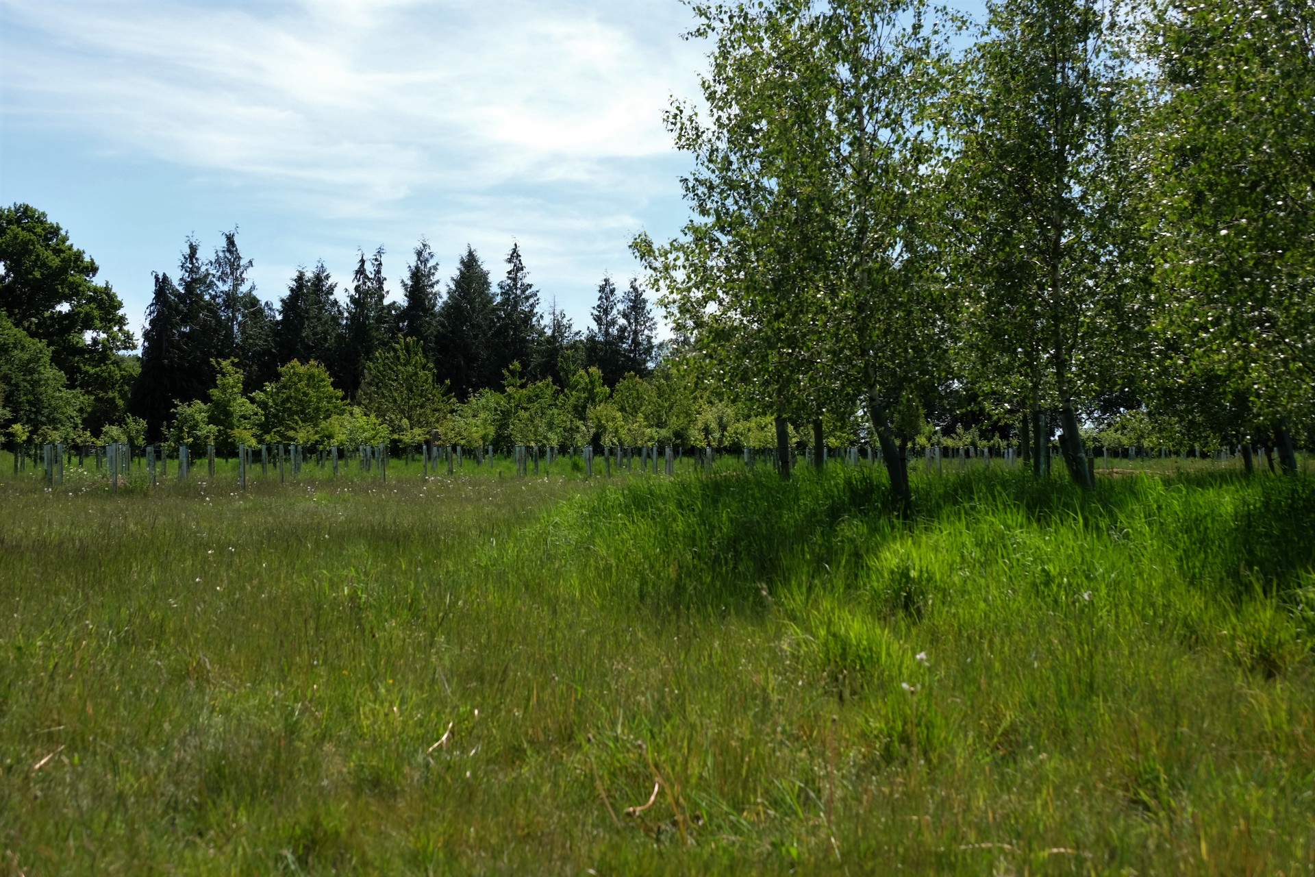 HenleyOnThames Natural Burial Ground Leedam Natural Burials