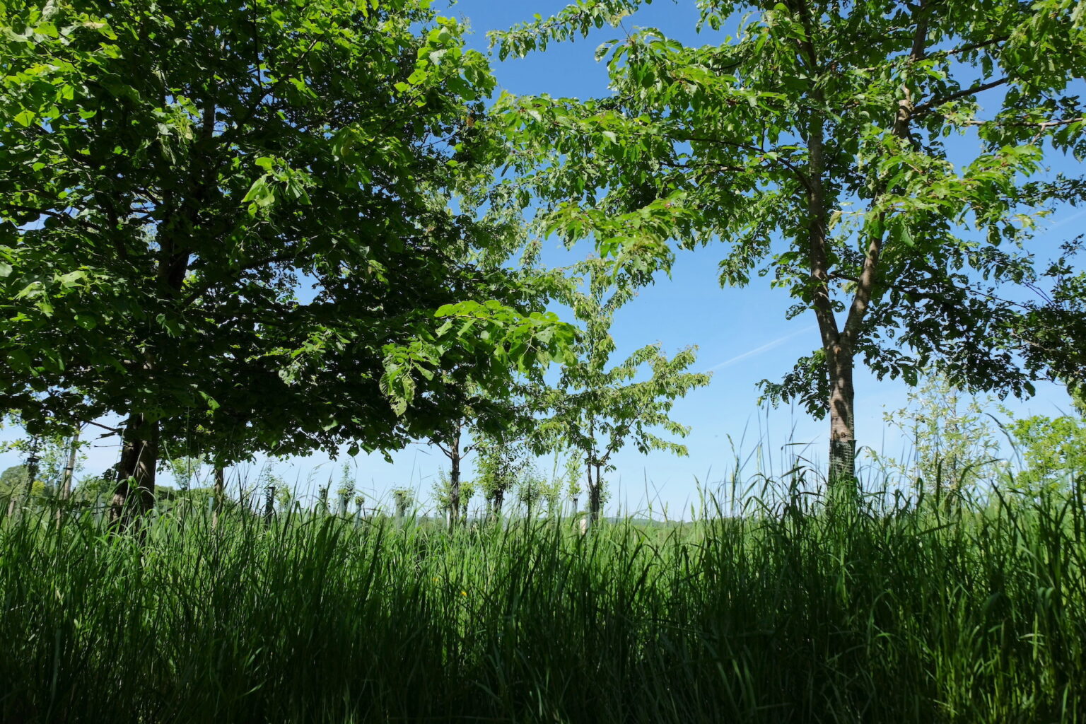 HenleyOnThames Natural Burial Ground Leedam Natural Burials