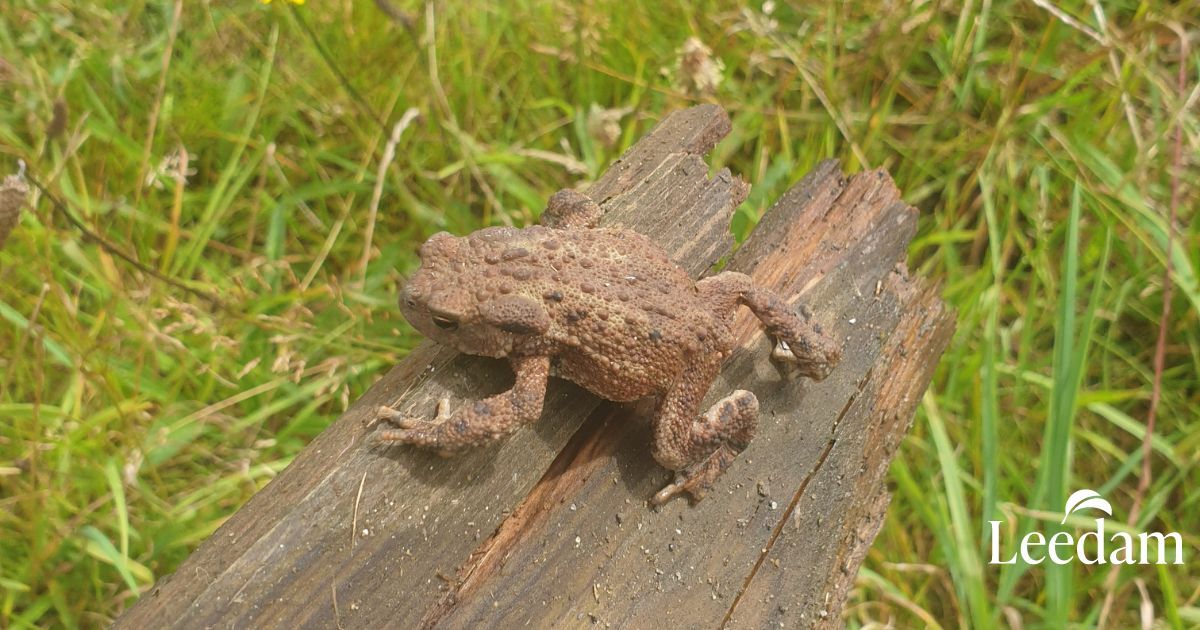 A toad resting on a log at the burial ground