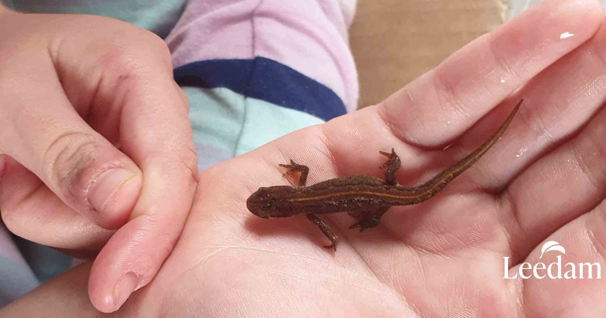 A common newt we found at Pembrokeshire natural burial ground when looking for wildlife