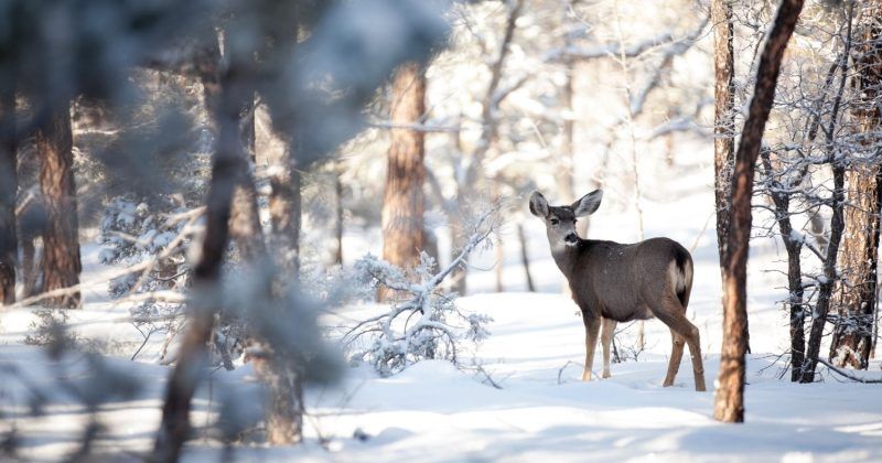 Deer in snowy woods