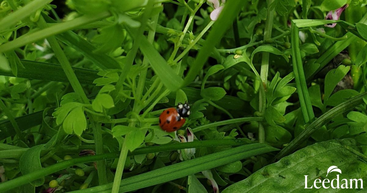 Wildlife at the burial grounds - A little ladybird crawling across green leaves