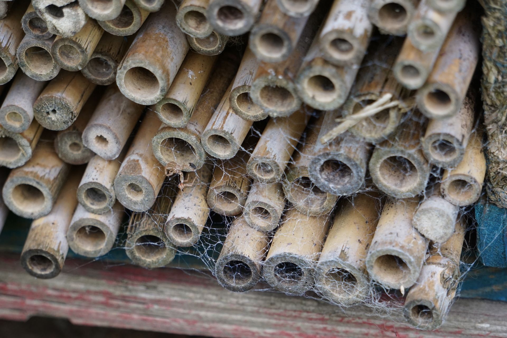 Bamboo sticks in the bug hotel at Pembrokeshire natural burial ground