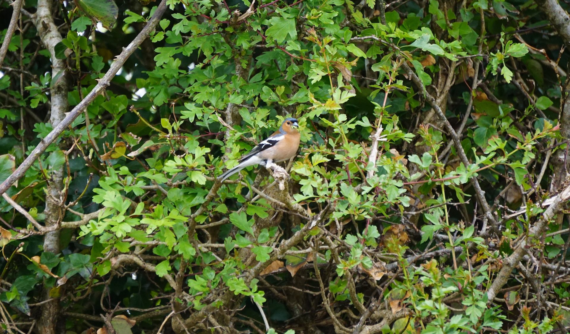 Chaffinch sat in a hedge at Pembrokeshire natural burial ground