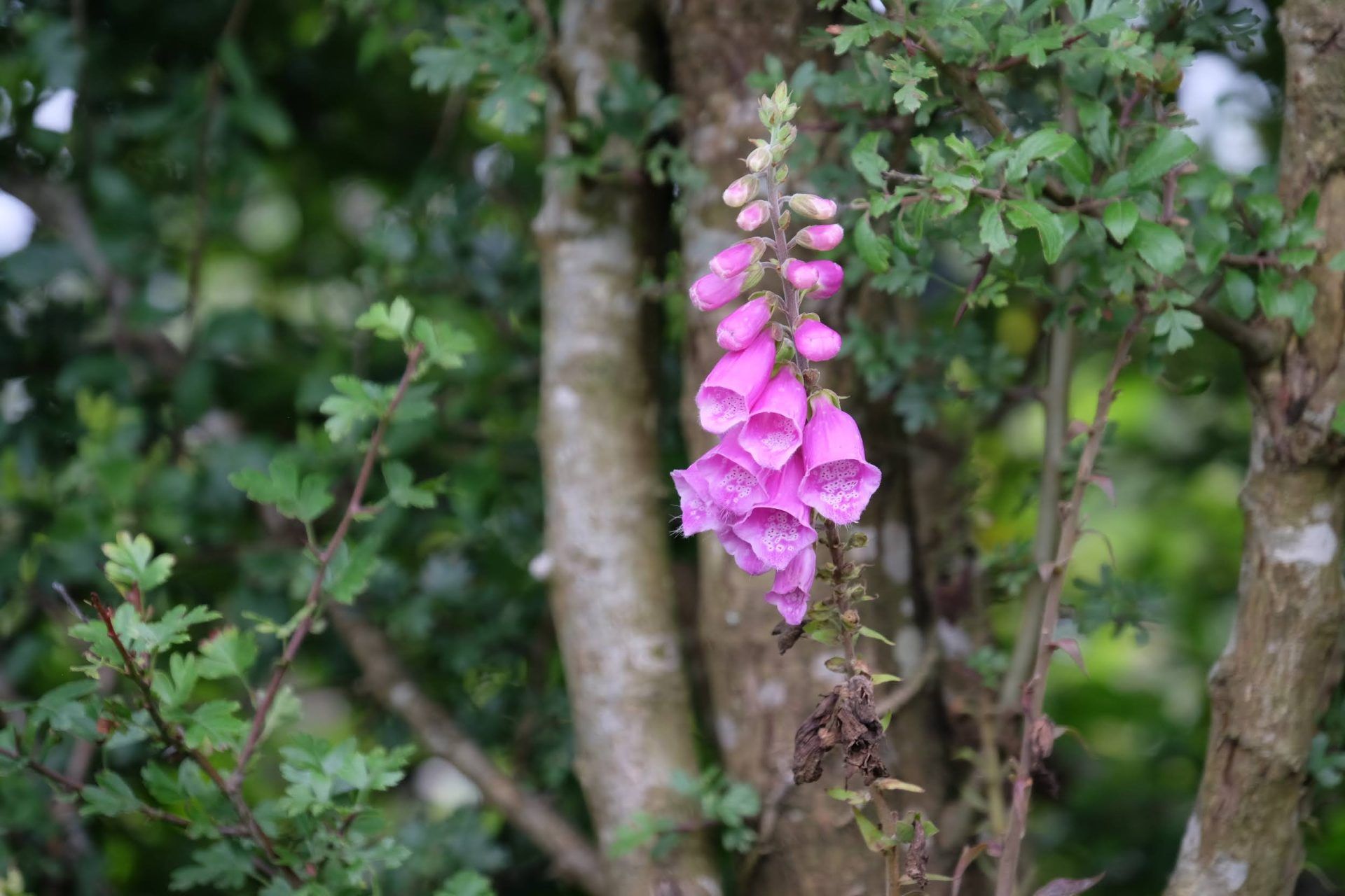 Foxglove growing at Pembrokeshire natural burial ground