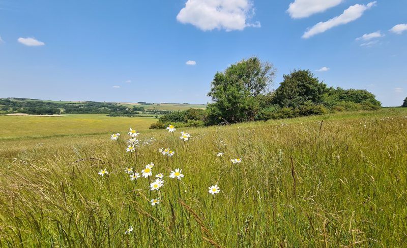 Ox eye daisies growing at the Dorset Downs natural burial ground in June 2023